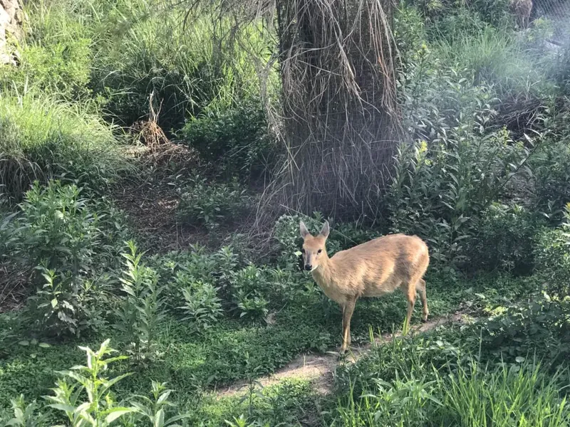 A small deer standing in long grass under a tree