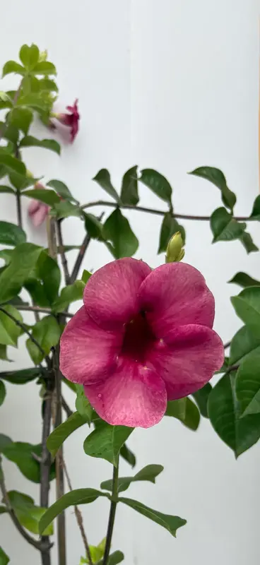 Purple Allamanda