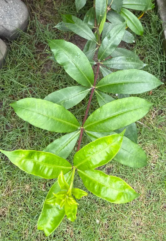Golden Trumpet