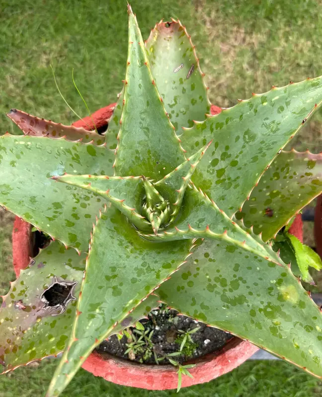 Aloe