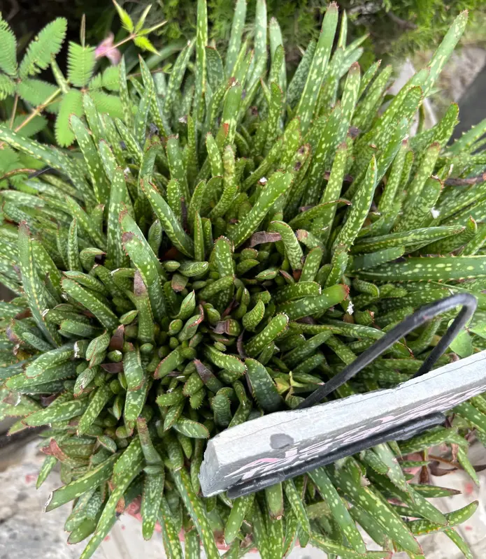 Gasteraloe