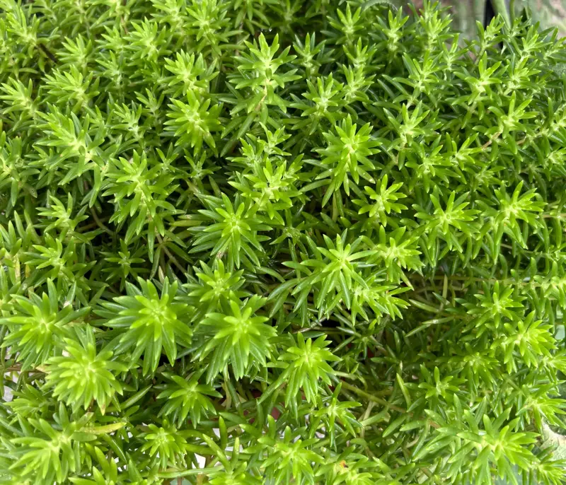 Angelina Stonecrop