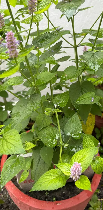 Anise Hyssop