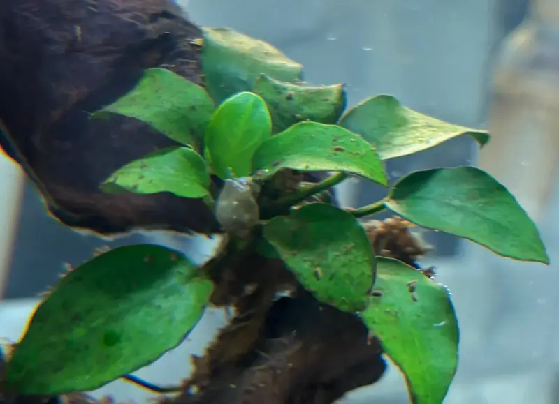 Anubias Nana