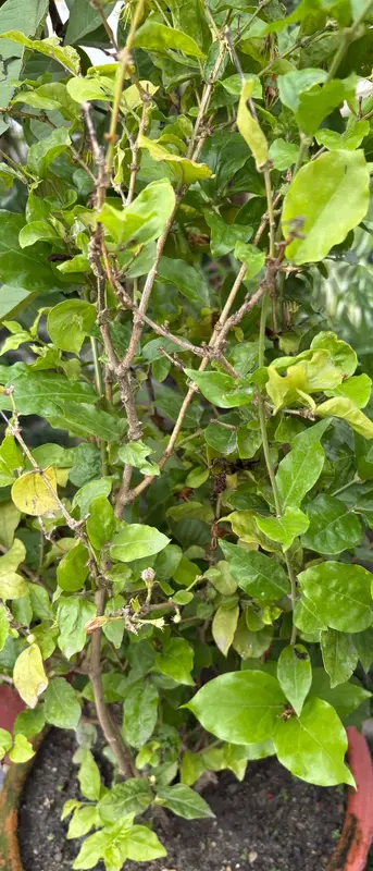 Arabian Jasmine