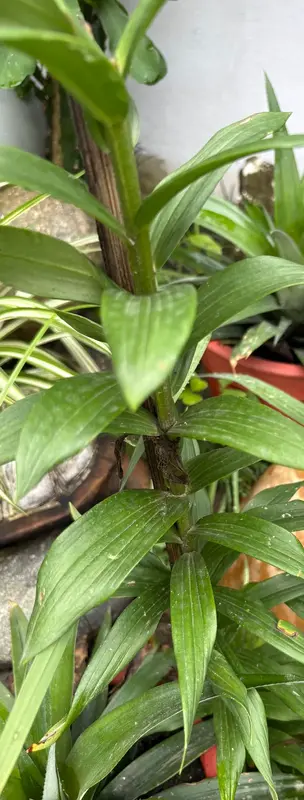 Asiatic Lily