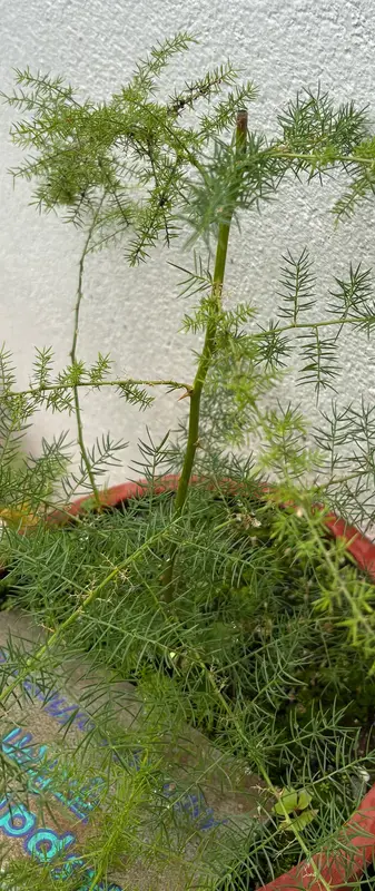 Asparagus