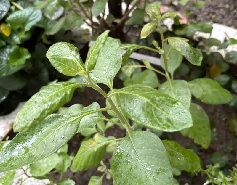 Ashwagandha
