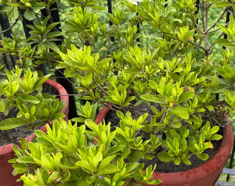 Azalea