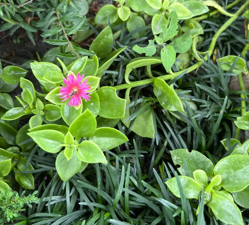 Baby Sun Rose