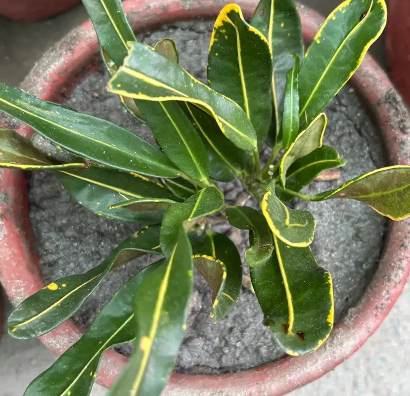 Banana Croton