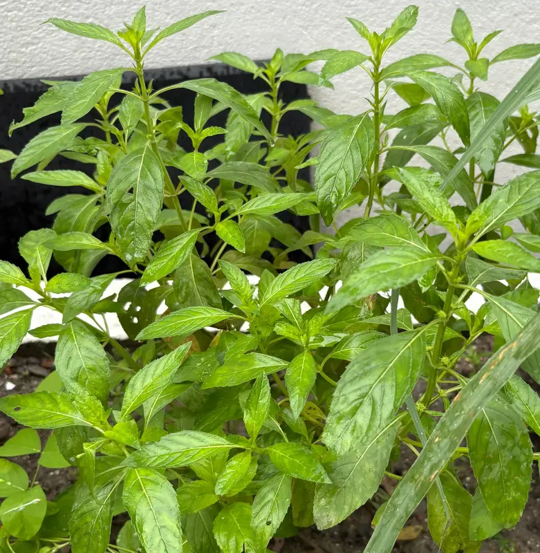 Bee Balm