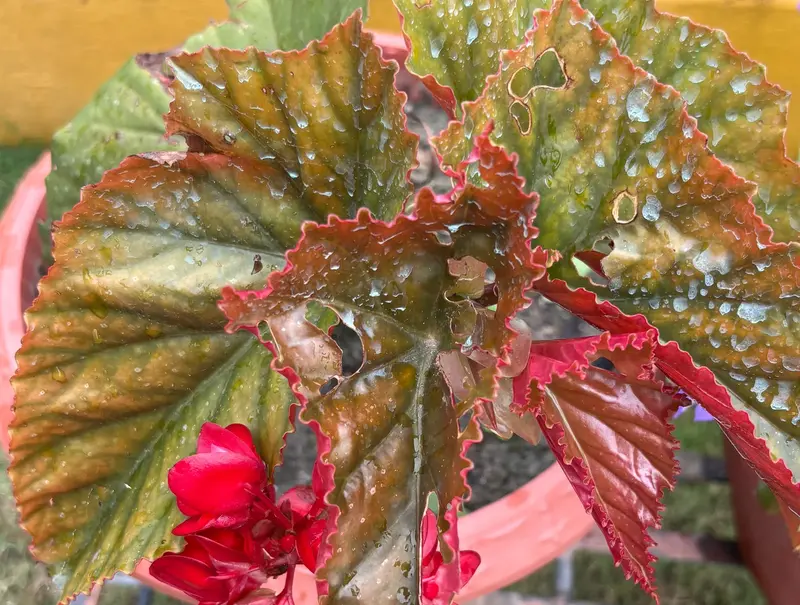 Begonia