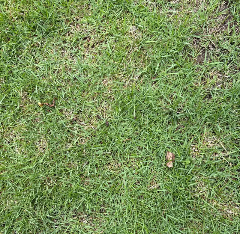 Dubo (Bermuda Grass)