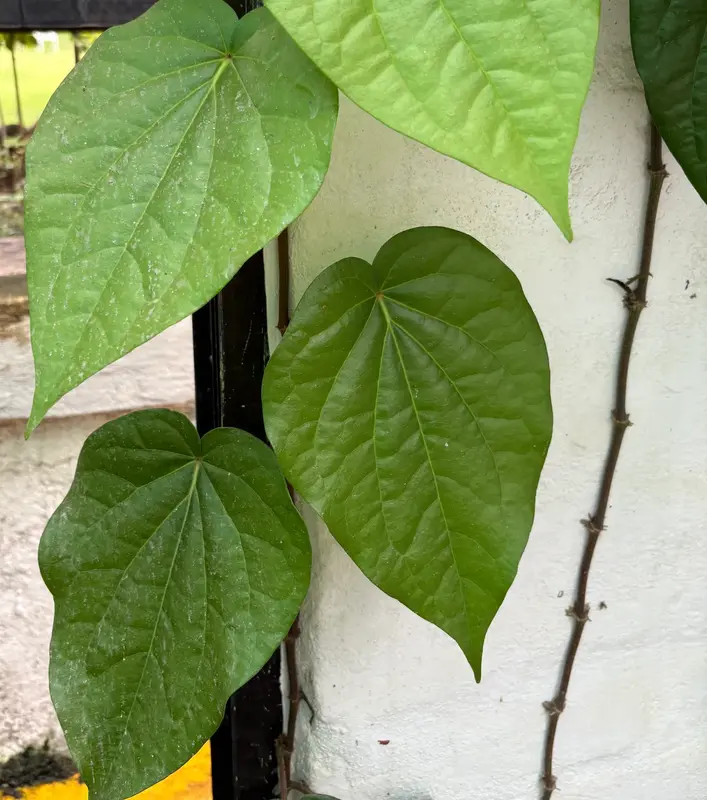 Betel Leaf (Paan)