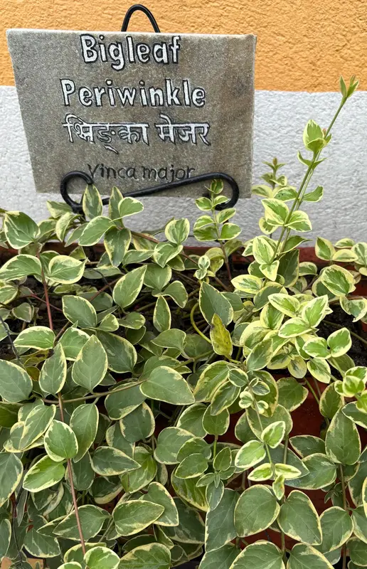 Bigleaf Periwinkle