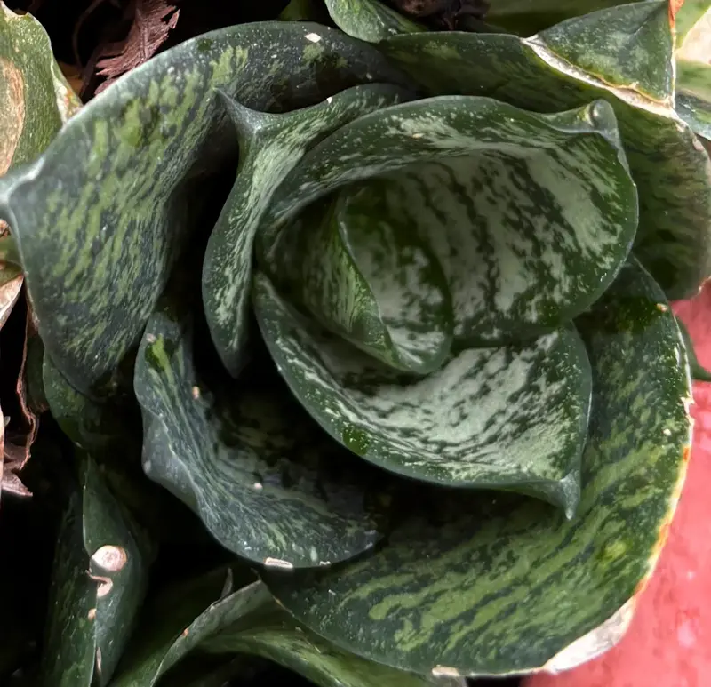 Bird’s Nest Snake Plant