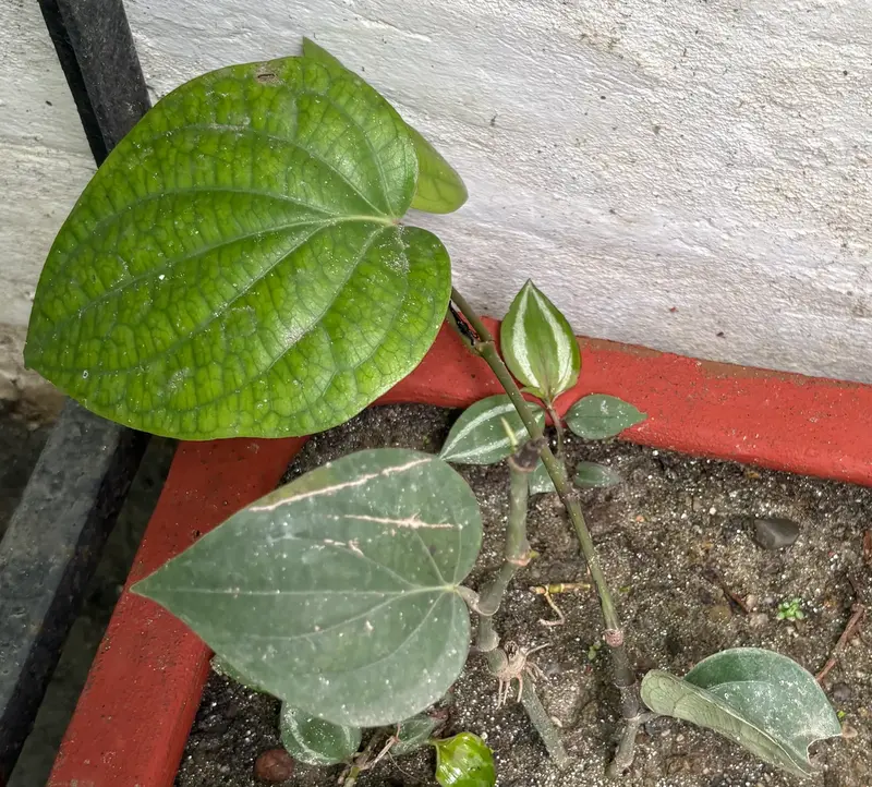 Black Pepper