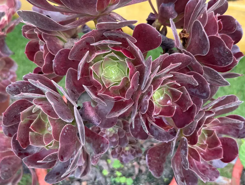 Black Rose Aeonium