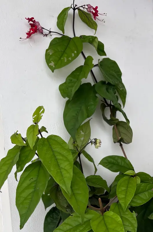 Flaming Glorybower