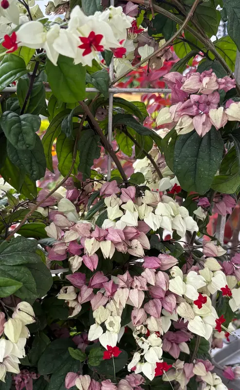Bleeding Heart Vine