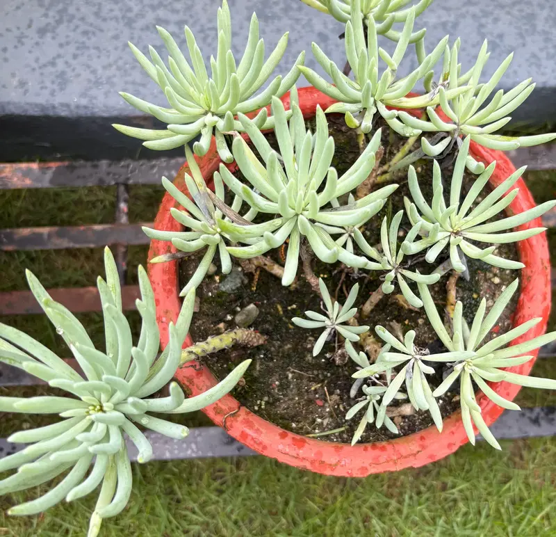 Blue Chalksticks
