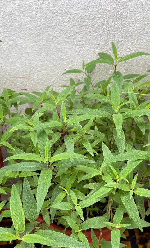 Blue Salvia