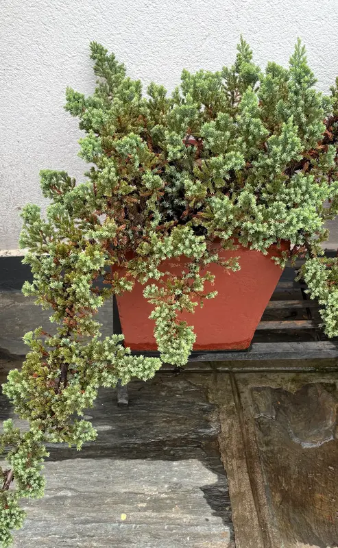 Juniper Bonsai