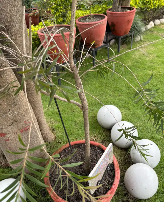 Bottlebrush
