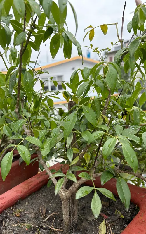 Bower Vine