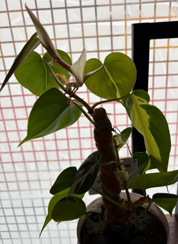 Brazil Philodendron