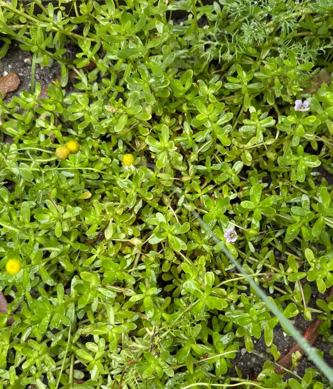 Brahmi