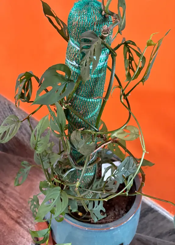 Broken Heart Plant