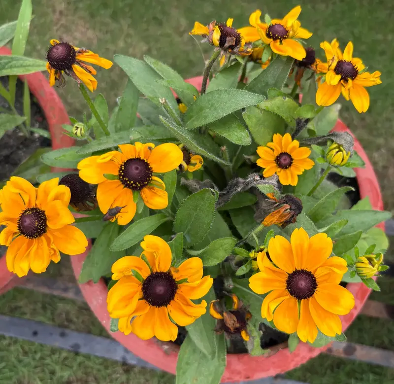 Brown-Eyed Coneflower
