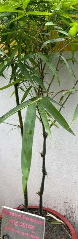 Buddha Belly Bamboo