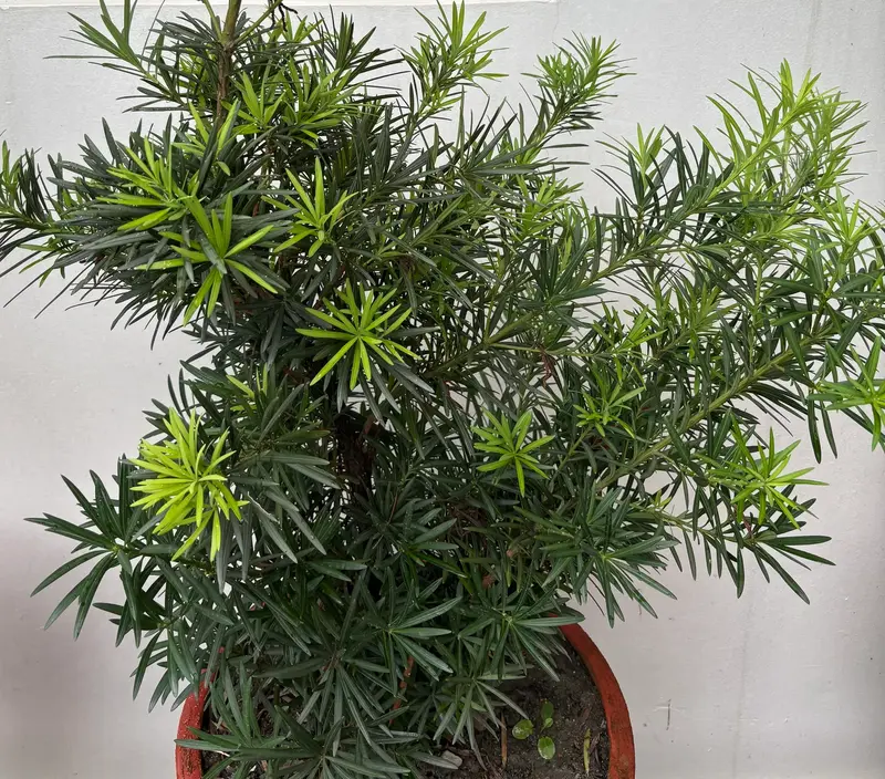 Buddhist Pine