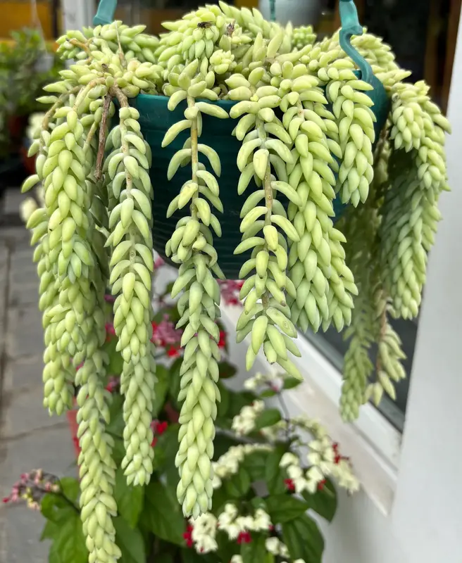 Burro’s Tail