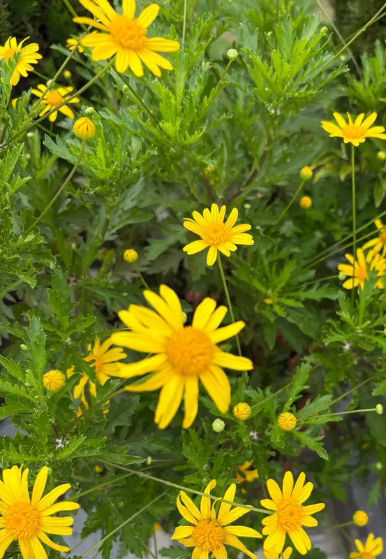 Bush Daisy