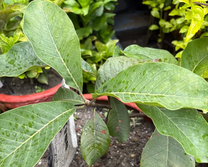 Chiuri (Butter Tree)
