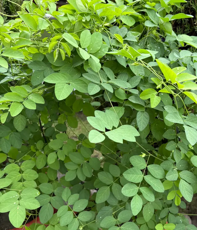 Butterfly Pea