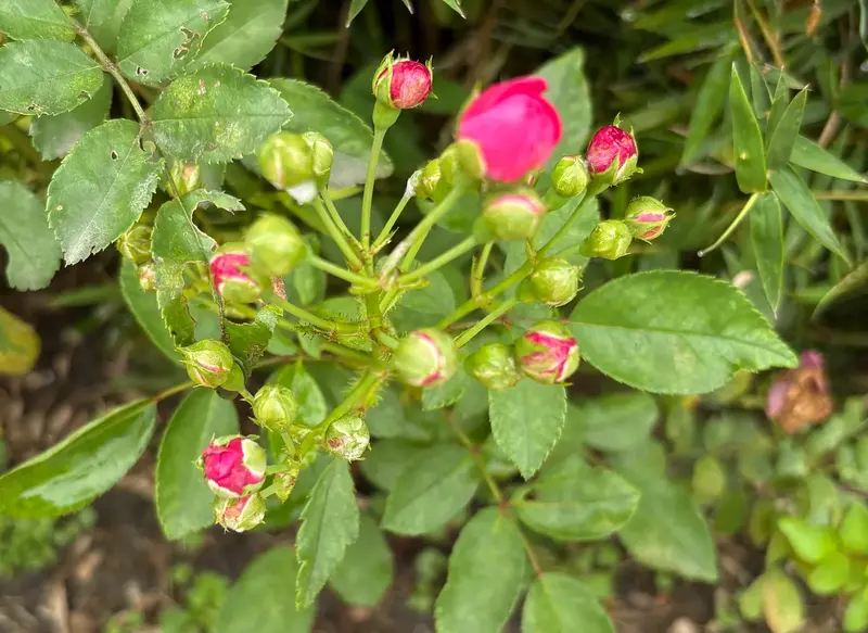 Miniature Rose
