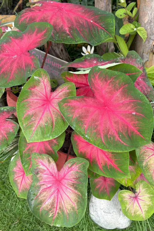 Caladium