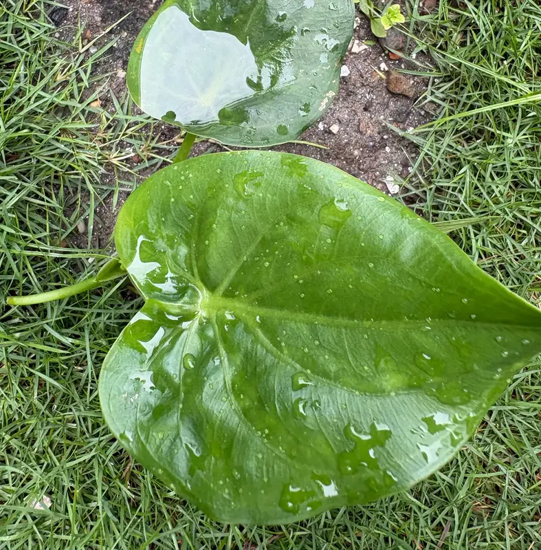 Calla Lily