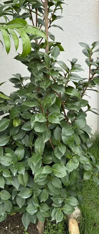 Camellia
