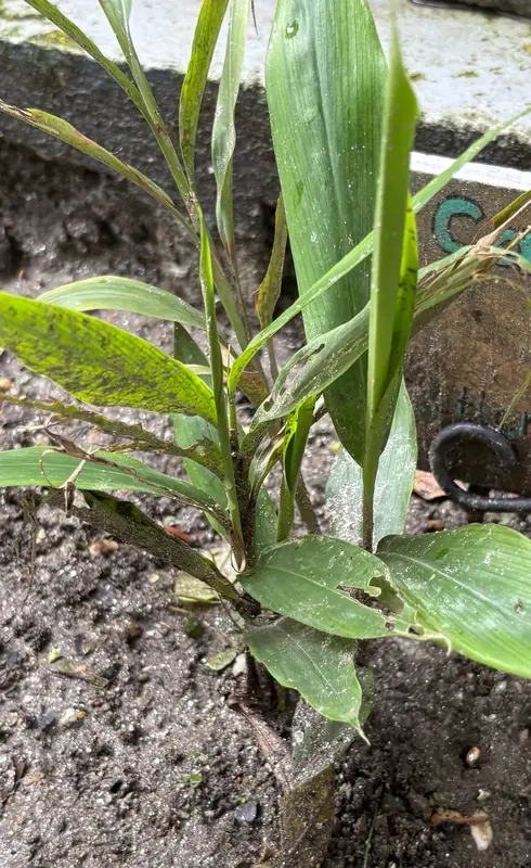 Cardamom