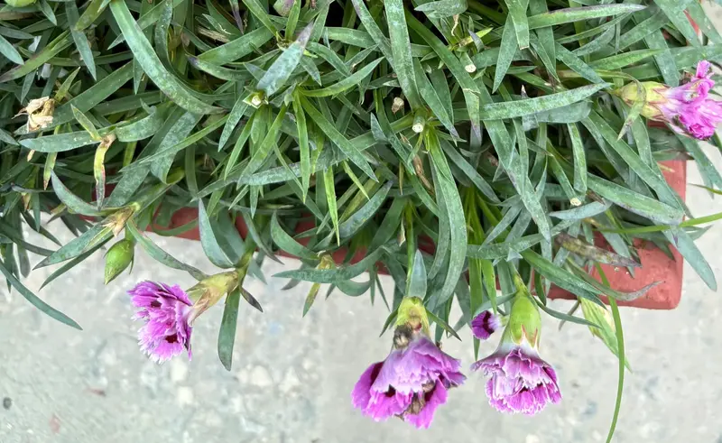 Carnation