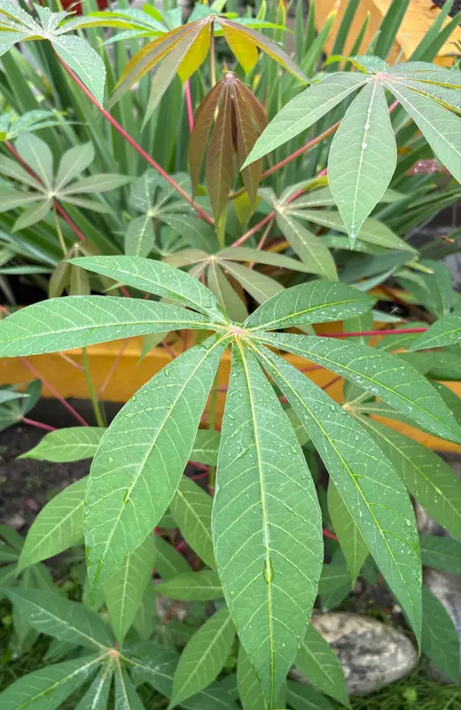 Cassava