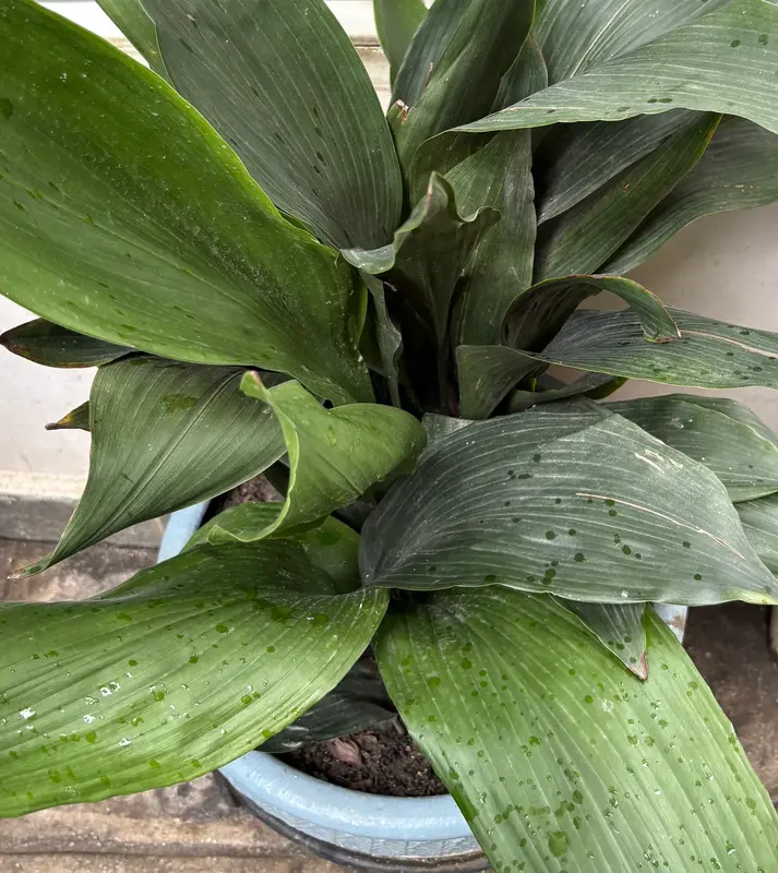 Cast Iron Plant