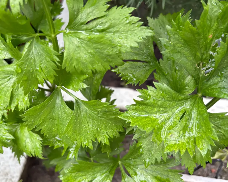 Celery