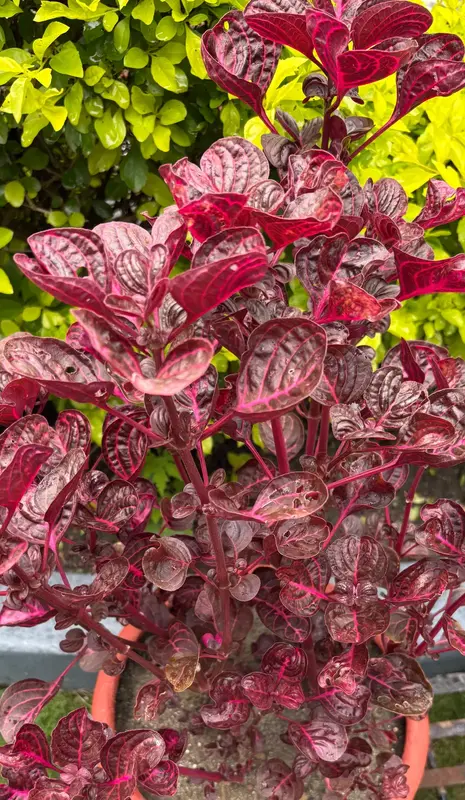 Chicken Gizzard Plant